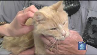 Spark 2.5.5 crack 2017