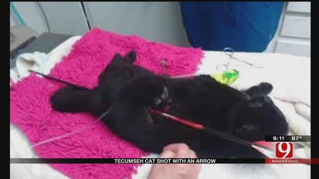 Cat Dies After Being Found Shot With Bow And Arrow