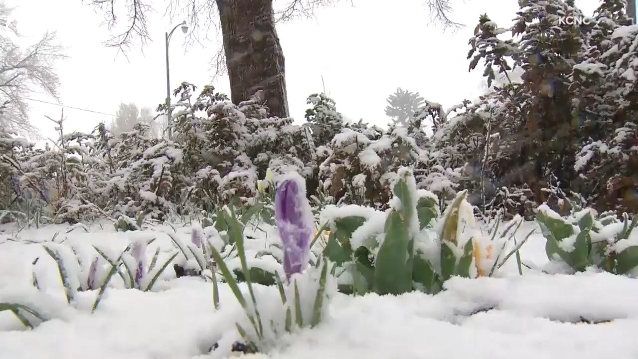 Snow Blankets Flowers In April In Colorado