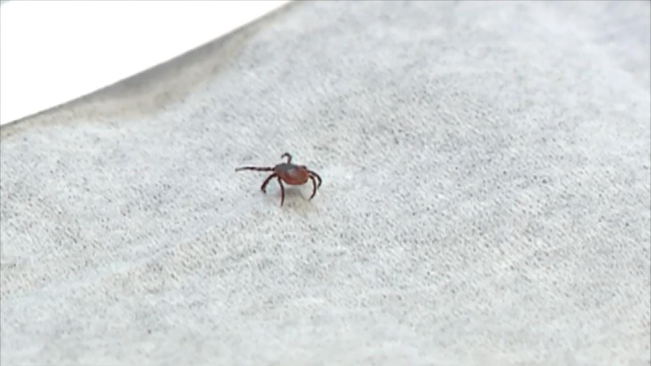 Medical Minute: Tick Protection Tips