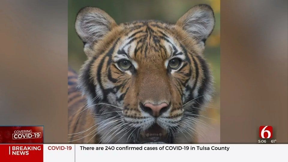 Tiger Tests Positive For COVID-19 At New York City Zoo, First Case Of Its Kind In U.S.