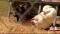 Funny Farm: Tulsa School's Goat, Goose Become Best Friends