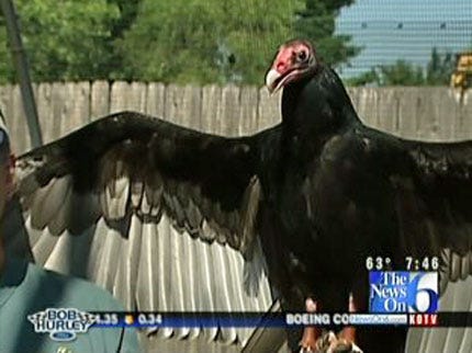 Wild Wednesday: Turkey Vultures