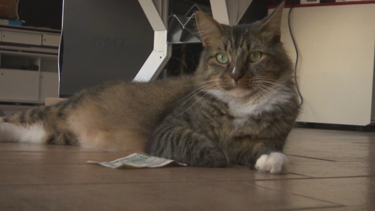 Downtown Tulsa's CASHnip Kitty 'Stealing' Money To Help Homeless