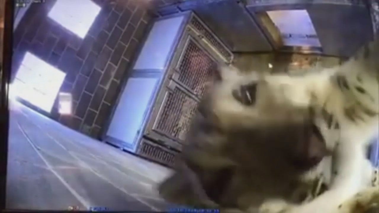 Video Of Tulsa Zoo's Snow Leopard