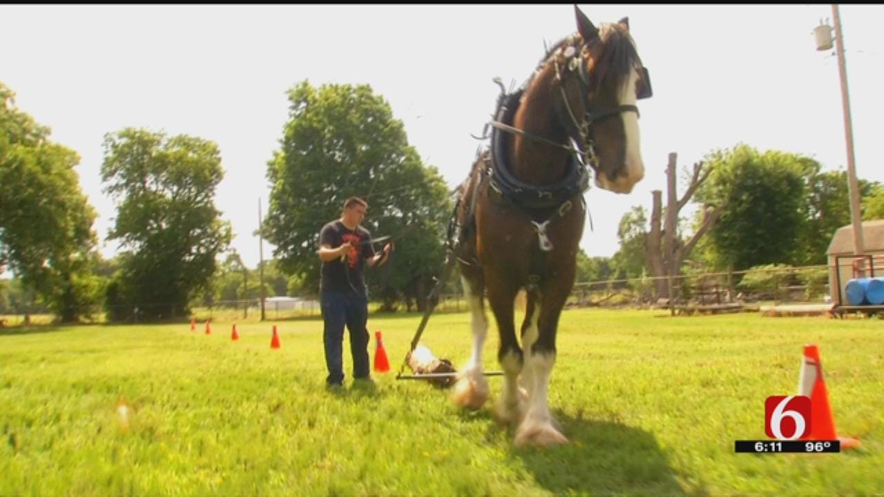 Oklahomans Hold 15th Annual Horse Driving Clinic