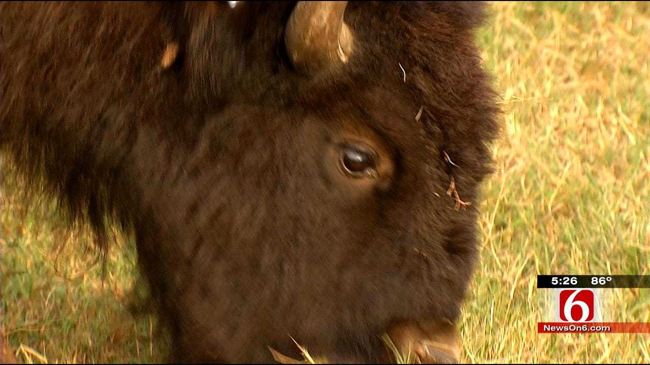 Herd Of Cherokee Nation Bison Arrives In Delaware County