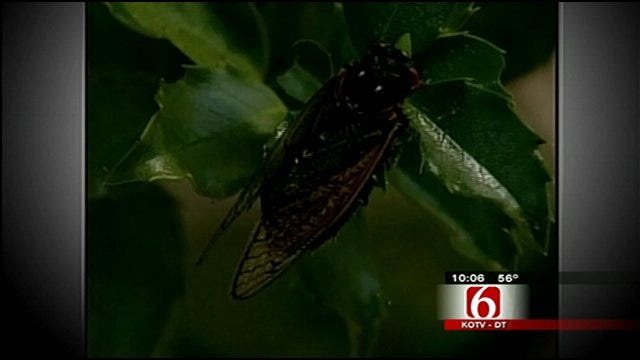 Cicadas Ready To Buzz In Oklahoma After 13 Years Underground