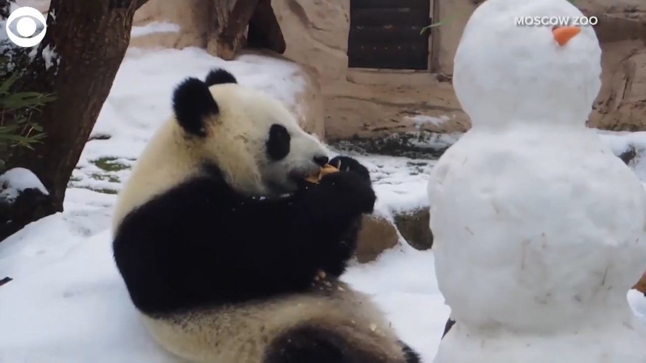 WATCH: Panda Plays With Her Cool New Friend