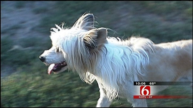 Animal Advocates Say Tulsa City Councilor Broke Promise