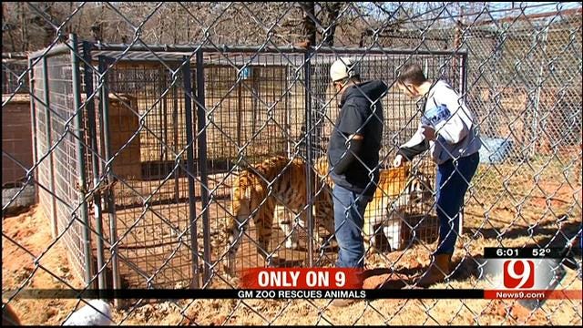 GW Zoo Takes In Tigers, Bears From Overwhelmed Owners