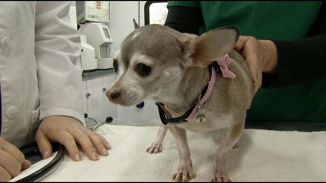 Tulsa Mobile Veterinary Clinic Provides Curbside Animal Care