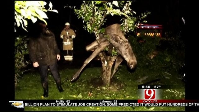 Drunken Moose Gets Trapped In Tree