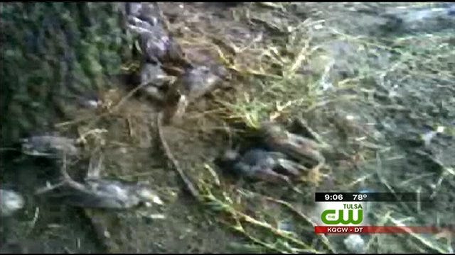Hundreds Of Dead Birds Found Outside Broken Arrow Walmart