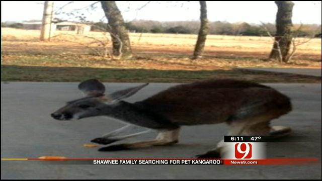 Shawnee Family Offers Reward For Missing Pet Kangaroo