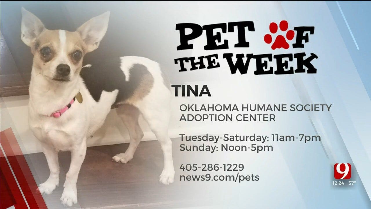 Pet of the Week: Tina