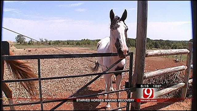 Starved Horses Recovering At A Ranch Near Shawnee