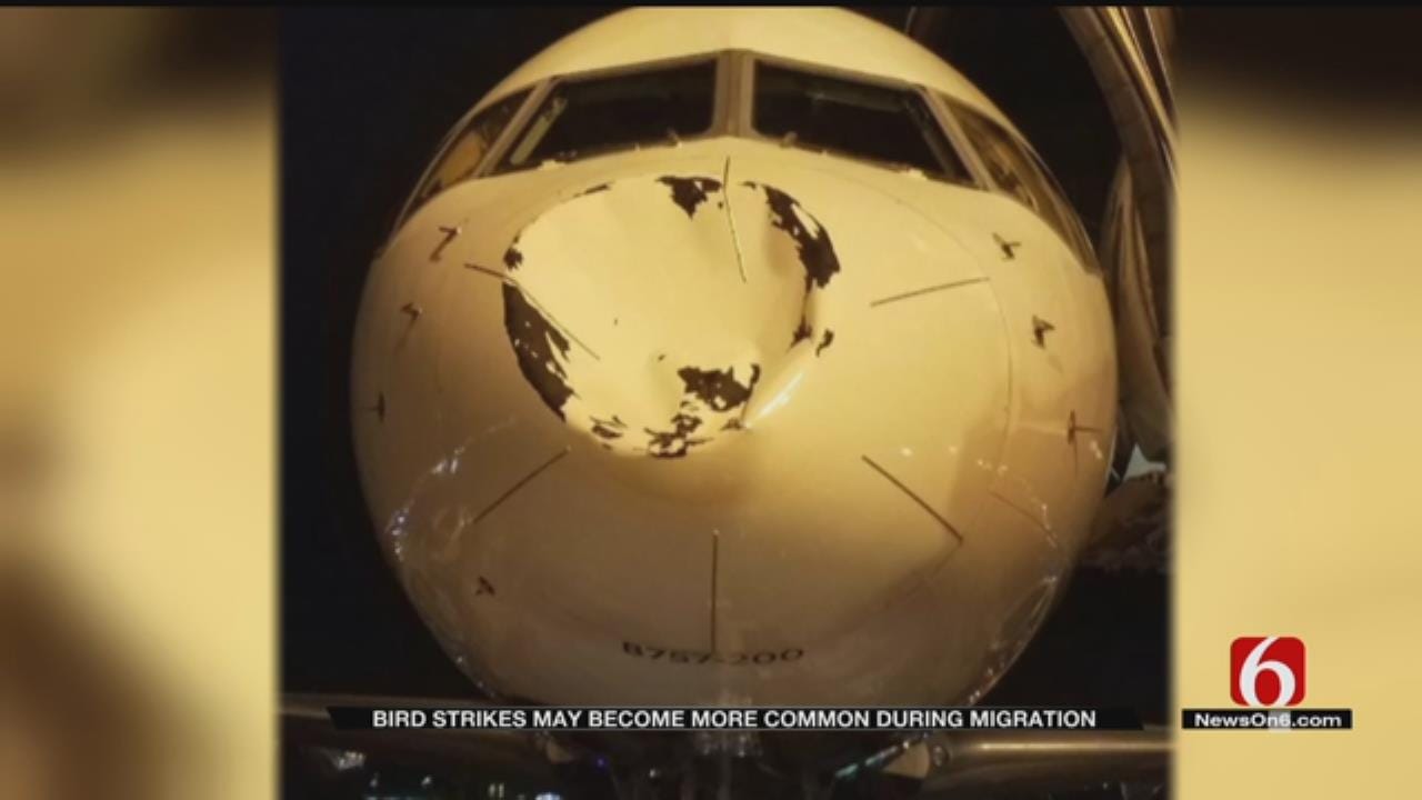 Bird Collision Risk Increases For Pilots During Migration Season