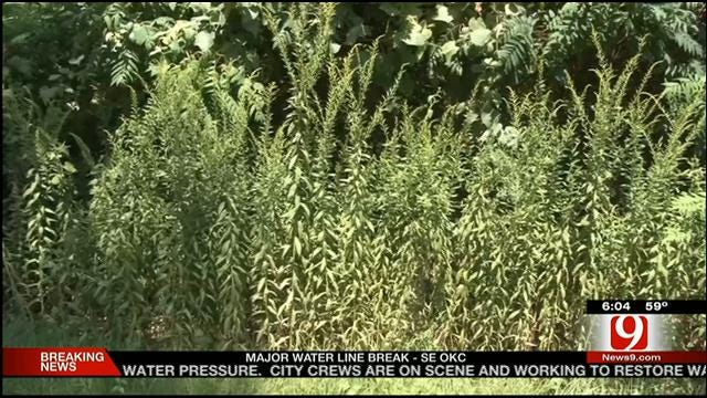 Allergy Alert Issued In Oklahoma On Friday Due To Ragweed Pollen