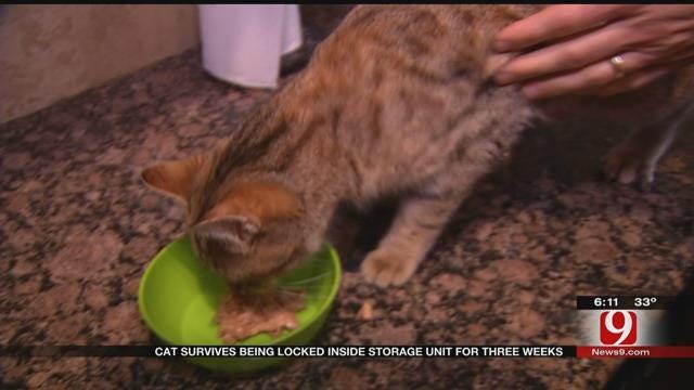 Edmond Cat Survives Being Locked Inside Storage Unit For 3 Weeks