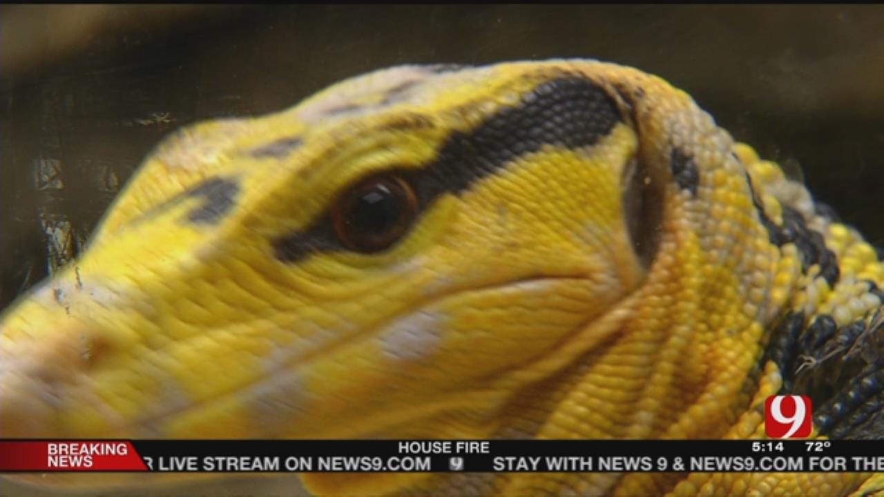 Exotic Reptile Owner In OKC Is Not Letting Charges Stop Him