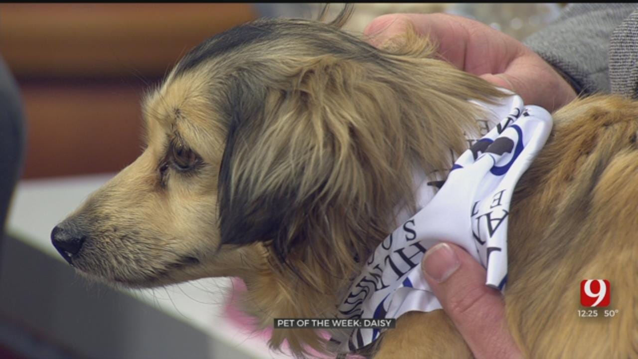 Pet of the Week: Foster Homes Needed