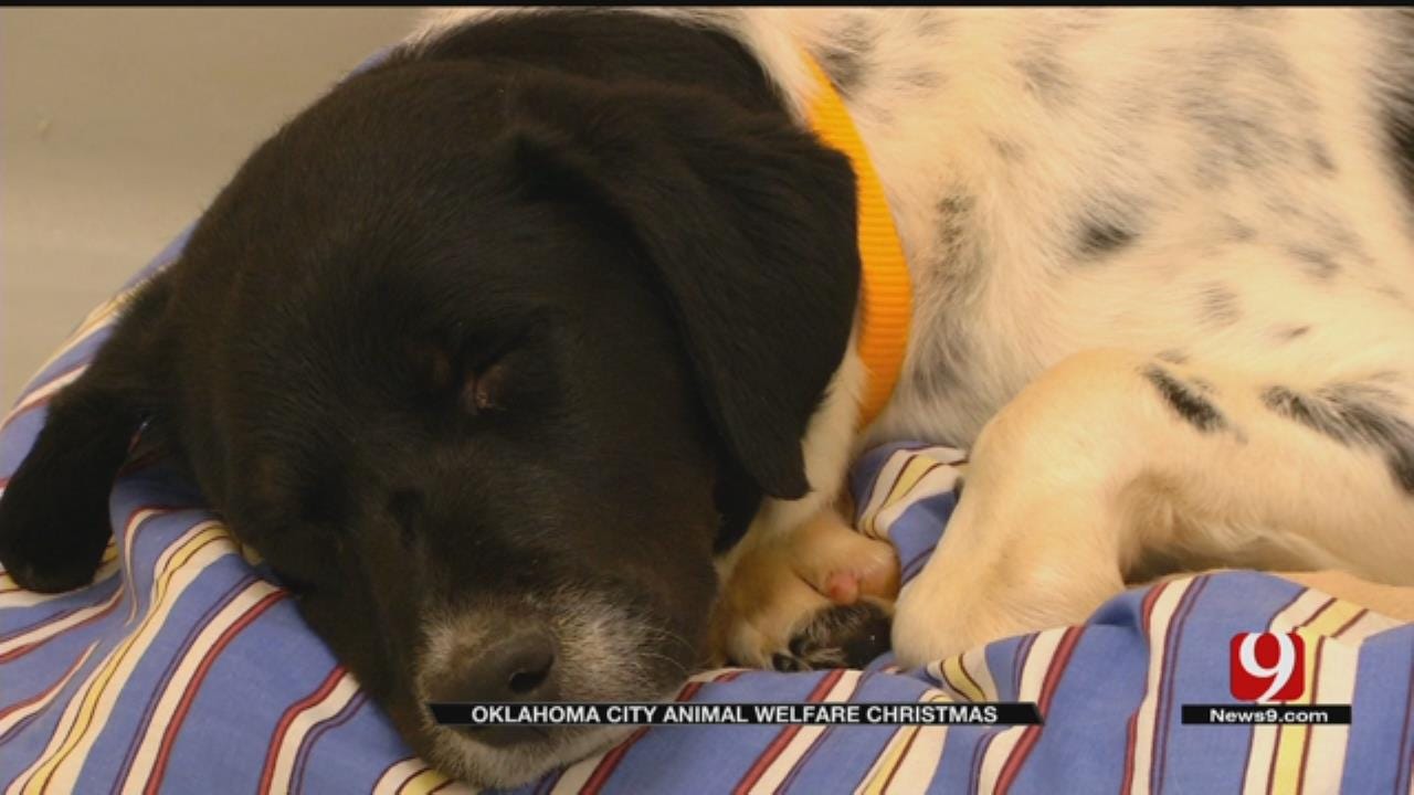 OKC Animal Welfare Reduces Adoption Fees For The Holidays
