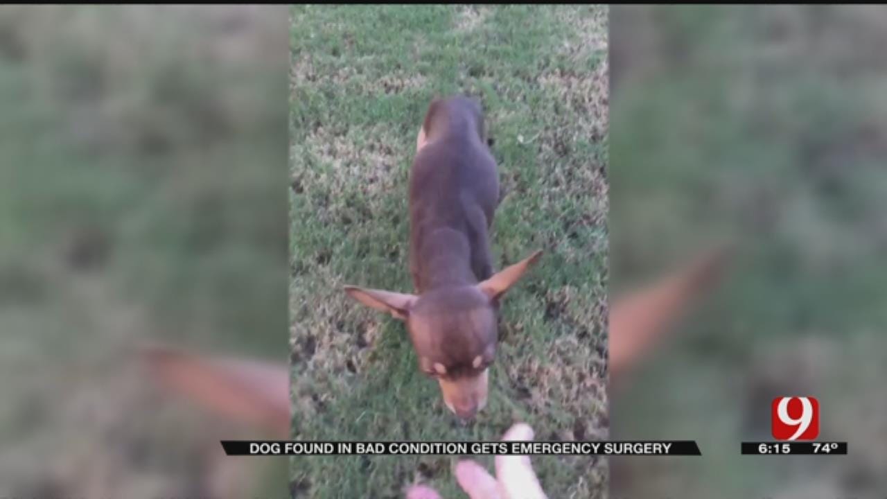 Rescue Dog With Exposed Bone Undergoes Surgery