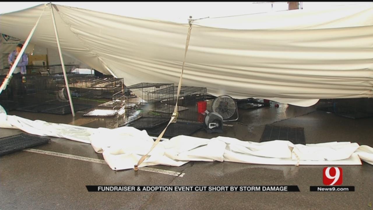 Dog Rescue Fundraiser In Moore Falls Short After Storms