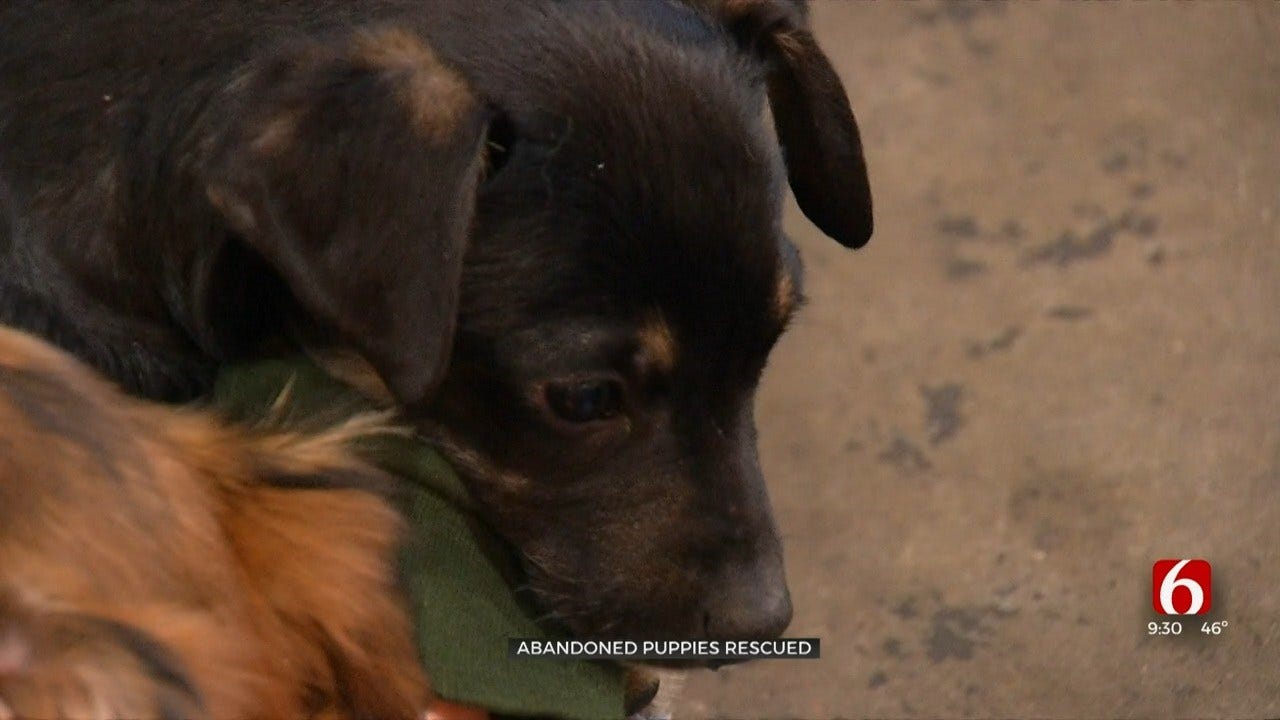 17 Puppies Rescued, Need Adoption After Abandoned In Muskogee County