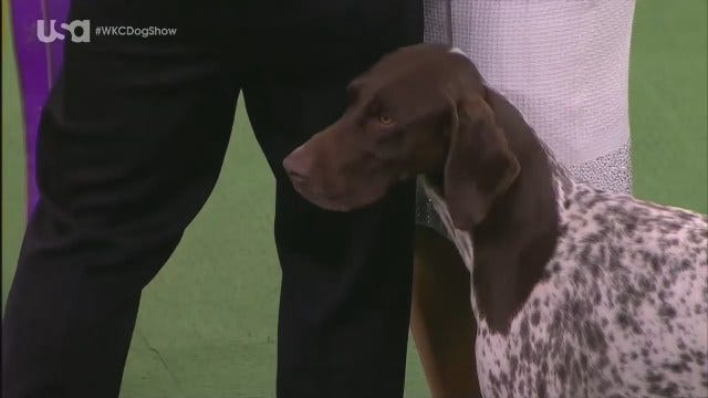 America's Top Dog: German Shorthaired Pointer
