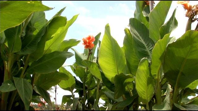 Newly Renamed Tulsa Botanic Garden Unveils Big Plans For Growth