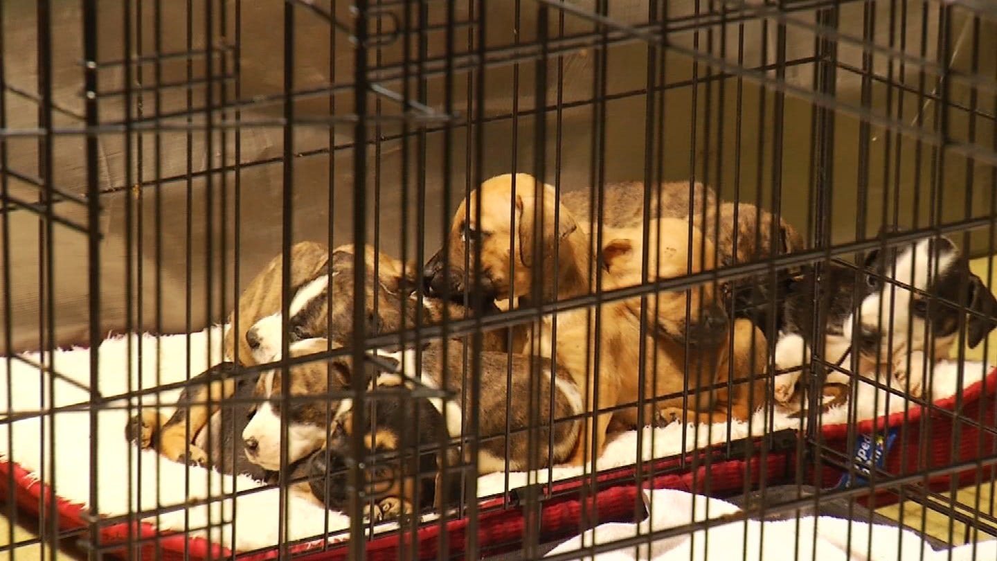 Displaced Pets Moving Out Of Tulsa Expo Square