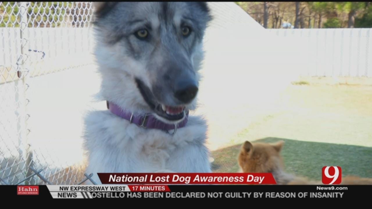 Dog Lovers Remind Owners To Keep Information Up-To-Date