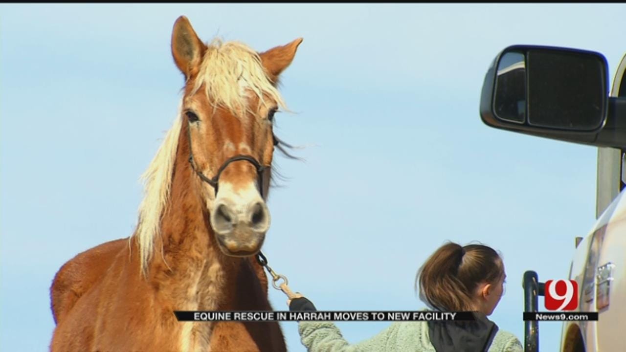 Equine Rescue Moves To New Location In Harrah