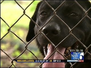 Lost Tulsa Dog Finds Temporary Home In Politics