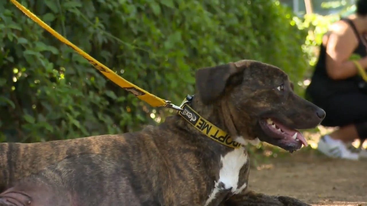 Walkers 'Rent' A Dog To Help Rescue Dogs