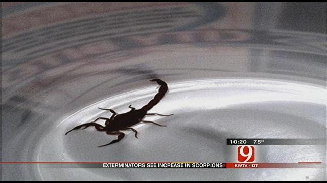 Scorpions Invade Central Oklahoma