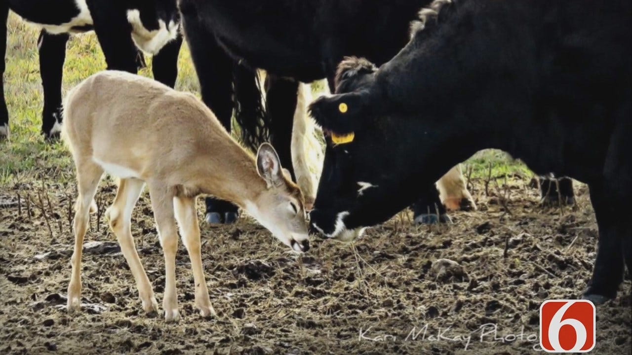 Tess Maune: Deer Fawn Adopted By Herd Of Cows