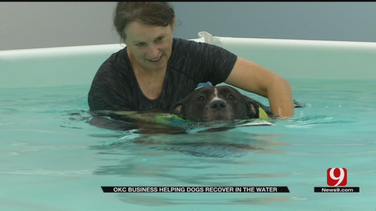 Metro Business Helping Dogs Recover In The Water