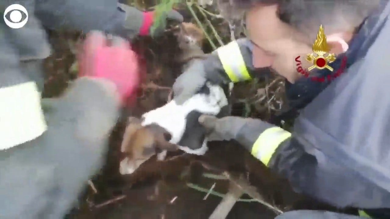 WATCH: Dogs Rescued From Hole In Italy