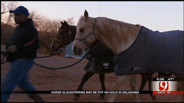 Horse Slaughter May Be Put On Hold In Oklahoma