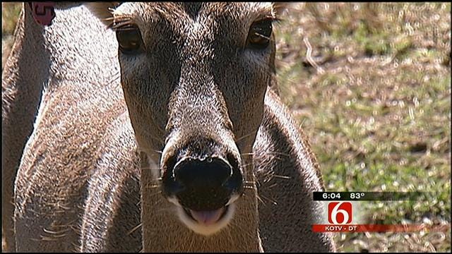Investigators: Rogers County Teen Confessed To Killing Farm-Raised Deer