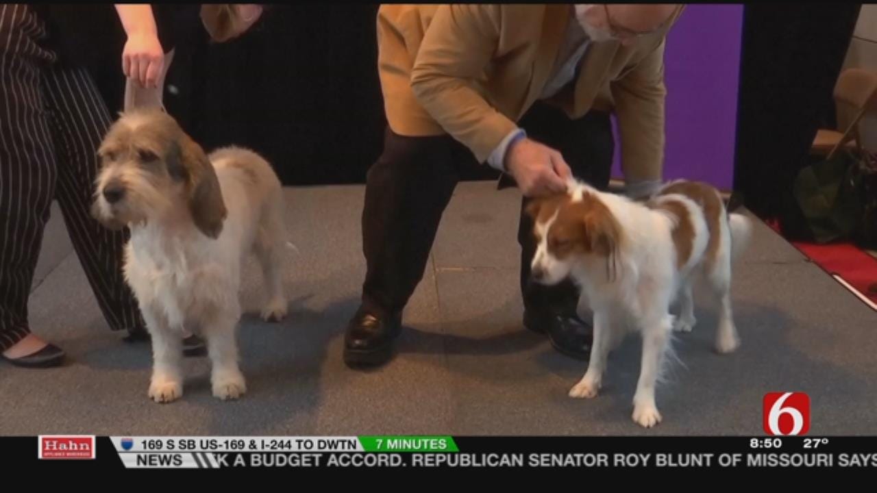 Westminster Show Welcomes 2 New Breeds, 6 In The Morning Crew Attempts Pronunciation