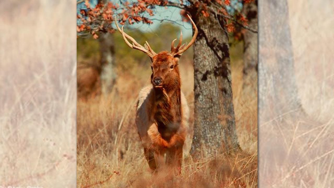 Poacher Kills Elk On Protected Oklahoma Wildlife Preserve; Reward Offered