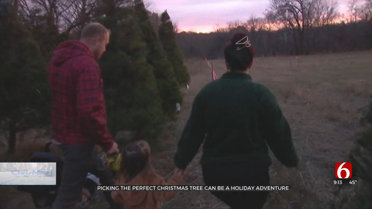 Picking The Perfect Christmas Tree Can Be A Holiday Adventure