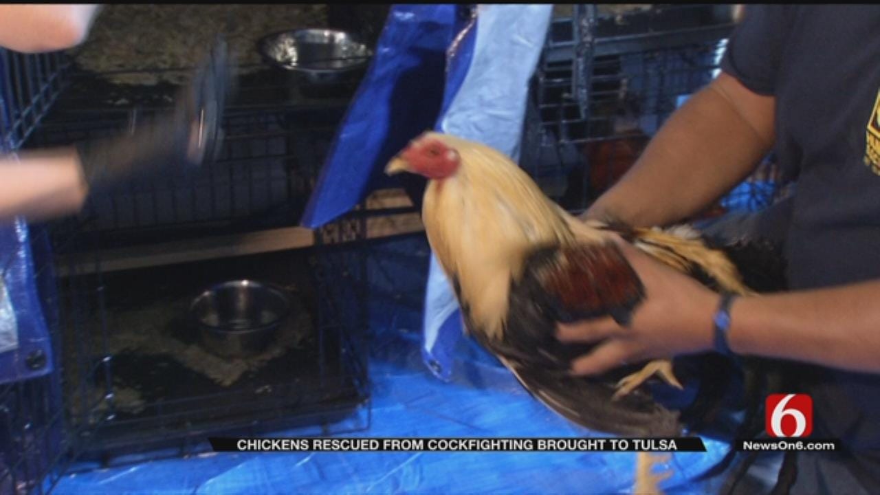 More Than 20 Arrested After Cockfighting Ring Busted In Kiowa County