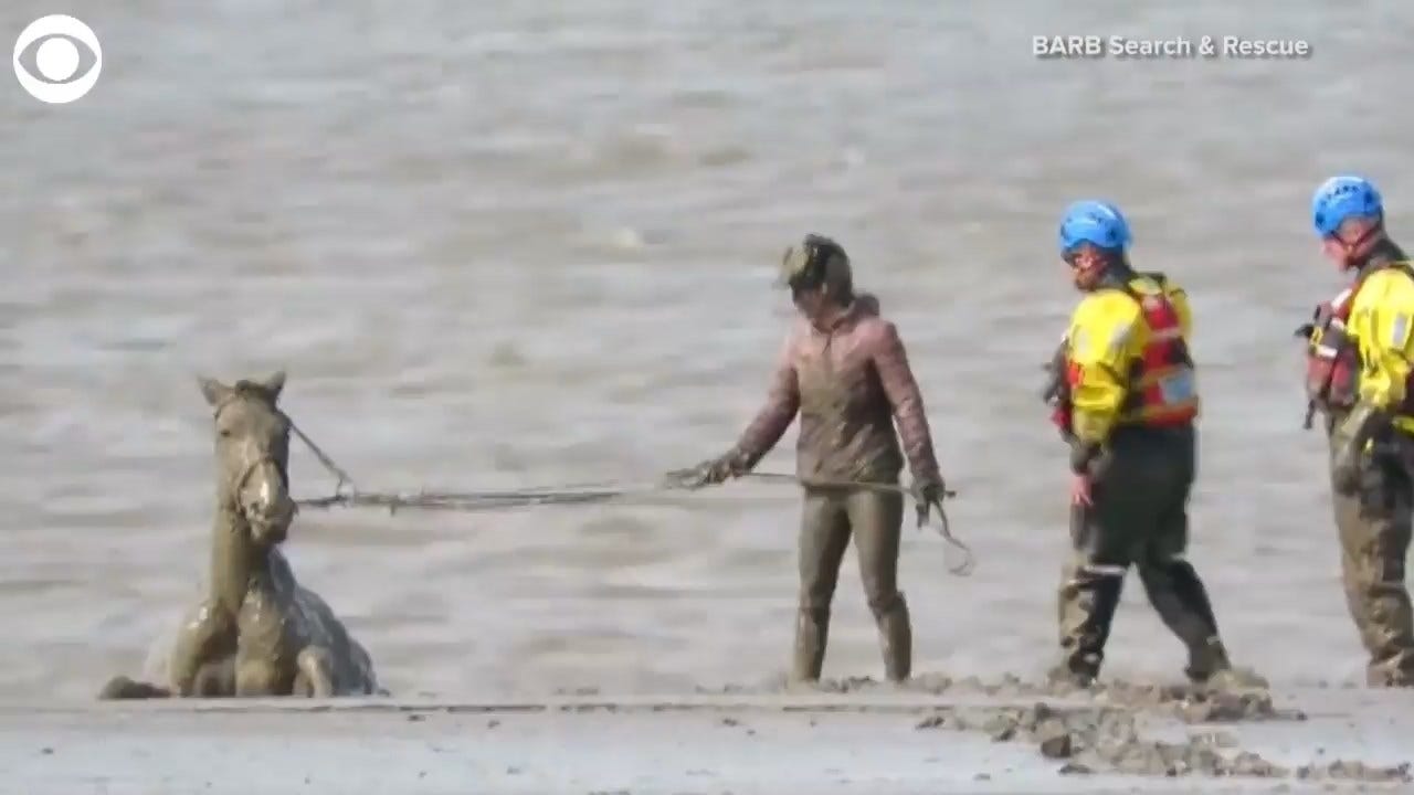 Horse Stuck In The Mud Is Rescued At England Beach
