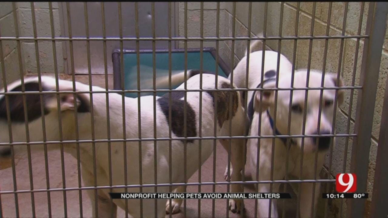 Pet Owners Urged To Take Precautions Over Holiday Weekend