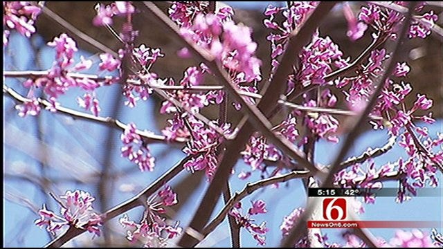 Oklahoma's Own: Springtime In Full Bloom At Redbud Valley Nature Preserve